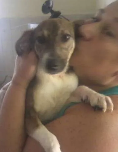 Cachorro ra a SRD idade 1 ano nome Manolo