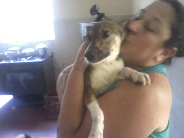 Cachorro ra a SRD idade 1 ano nome Manolo
