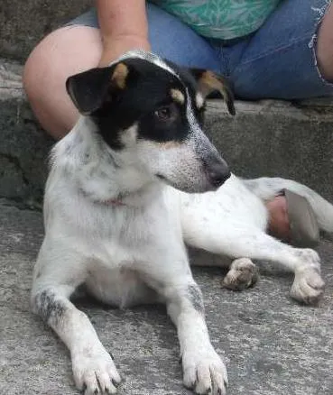 Cachorro ra a SRD idade 5 anos nome Mabel