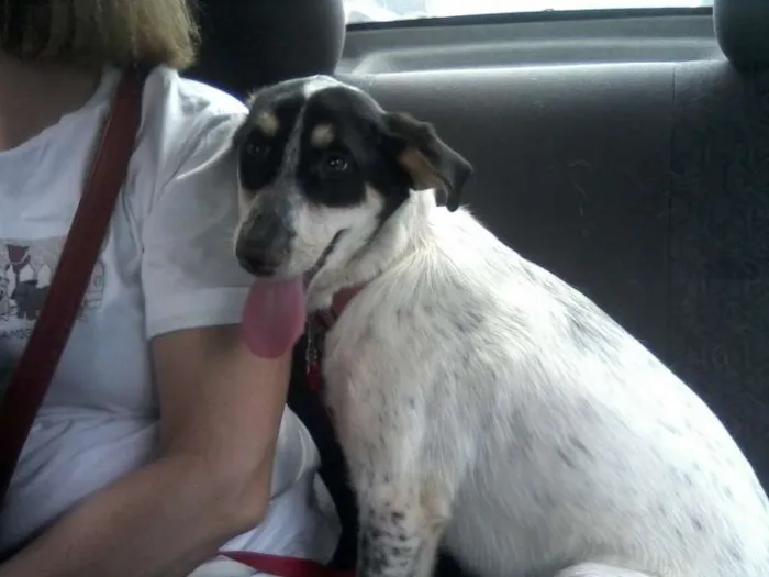 Cachorro ra a SRD idade 5 anos nome Mabel