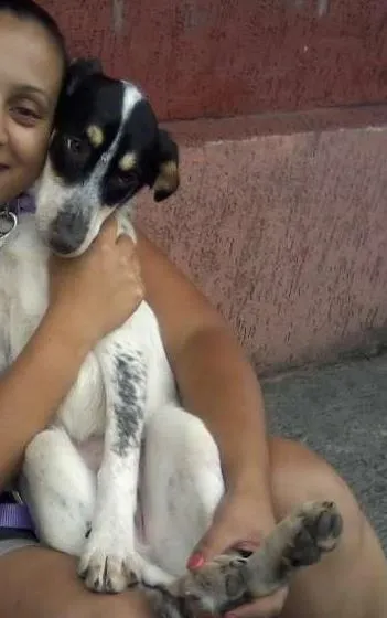 Cachorro ra a SRD idade 5 anos nome Mabel