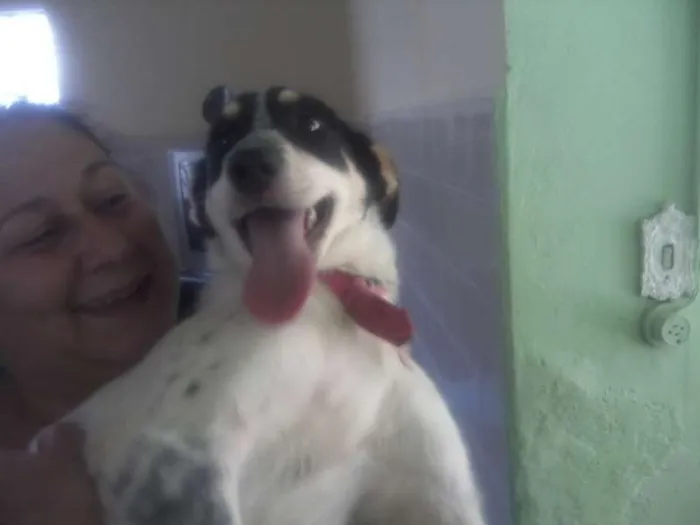 Cachorro ra a SRD idade 5 anos nome Mabel