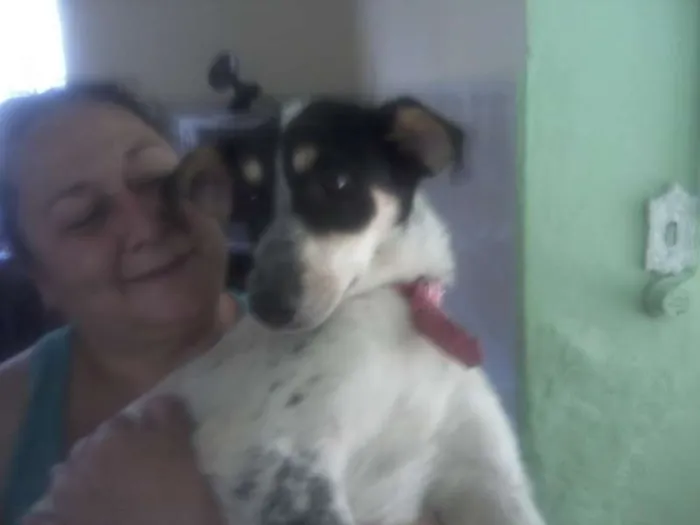 Cachorro ra a SRD idade 5 anos nome Mabel