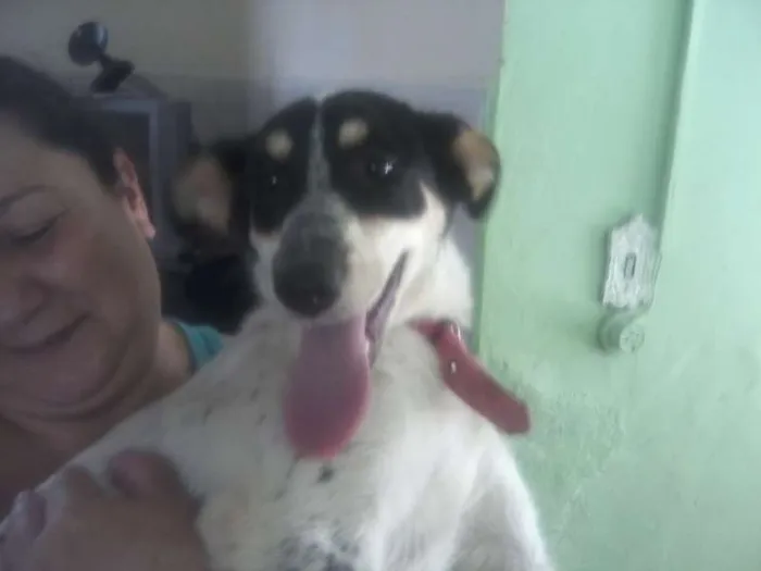 Cachorro ra a SRD idade 5 anos nome Mabel
