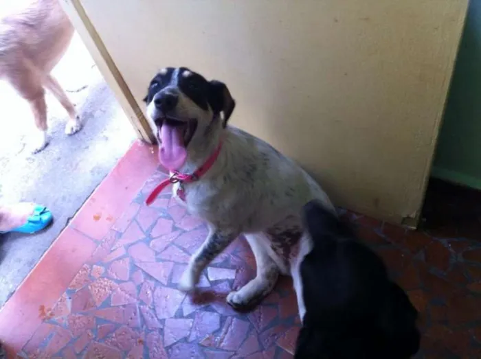 Cachorro ra a SRD idade 5 anos nome Mabel