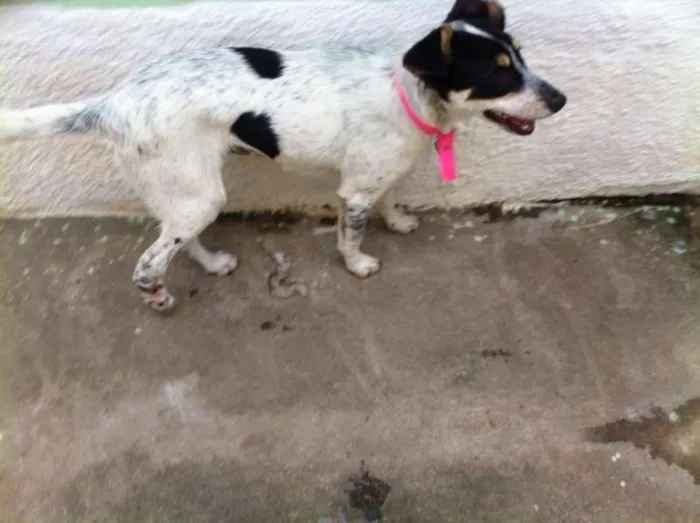 Cachorro ra a SRD idade 5 anos nome Mabel