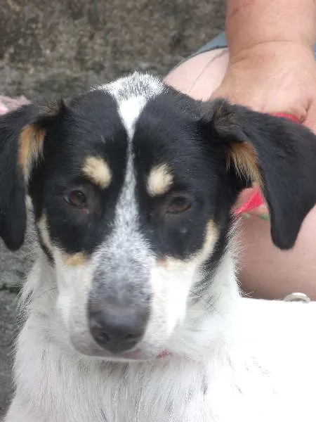 Cachorro ra a SRD idade 5 anos nome Mabel