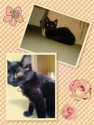 Gato raça SRD idade 2 a 6 meses nome Preta