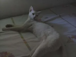 Gato raça  idade 5 anos nome nana