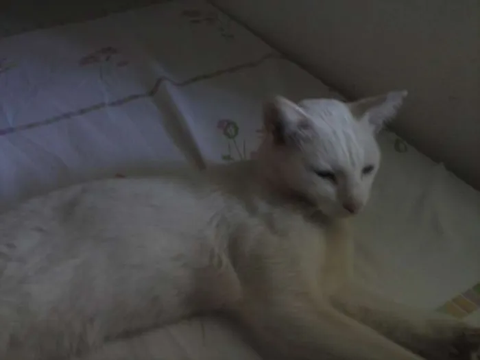 Gato raça  idade 5 anos nome nana