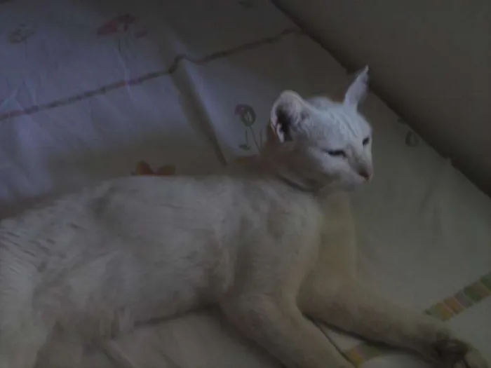 Gato raça  idade 5 anos nome nana