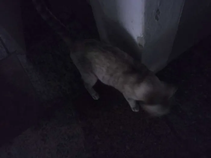 Gato raça  idade 5 anos nome nana