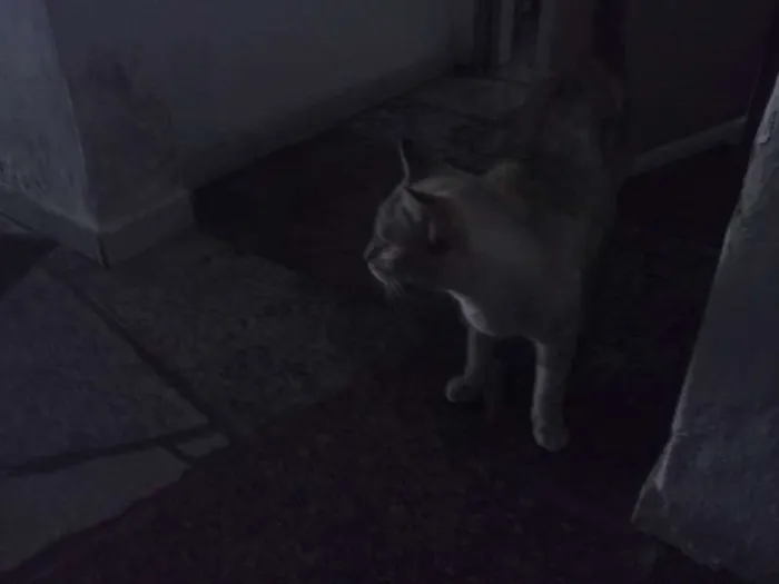 Gato raça  idade 5 anos nome nana