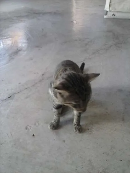 Gato raça  idade 5 anos nome nana