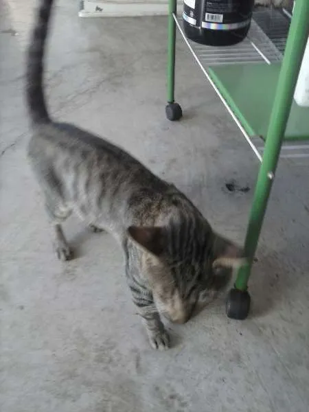 Gato raça  idade 5 anos nome nana