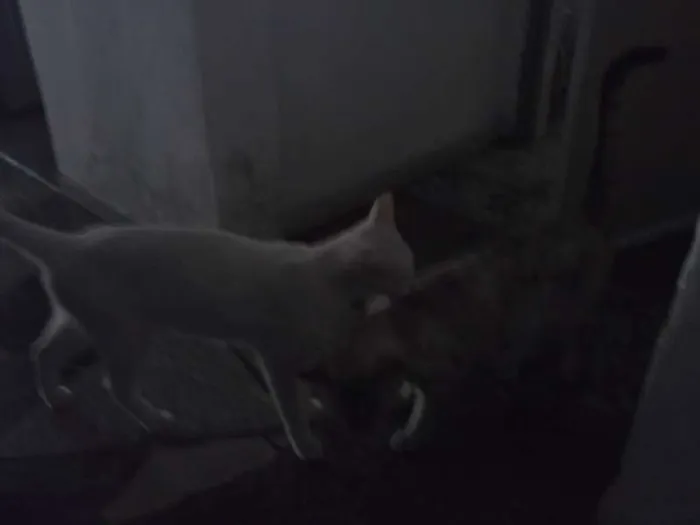 Gato raça  idade 3 anos nome NEGAO