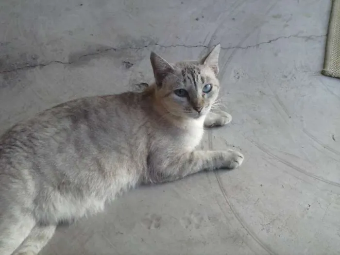 Gato raça  idade 3 anos nome NEGAO