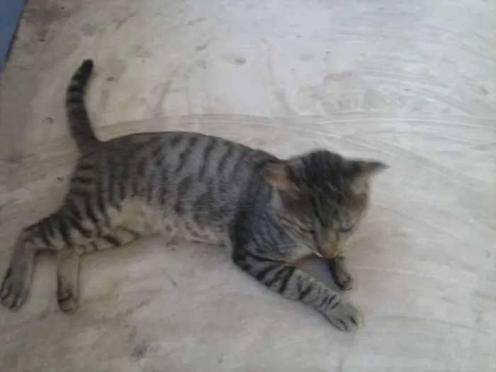 Gato raça  idade 3 anos nome NEGAO