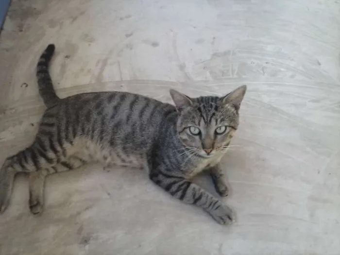 Gato raça  idade 3 anos nome NEGAO