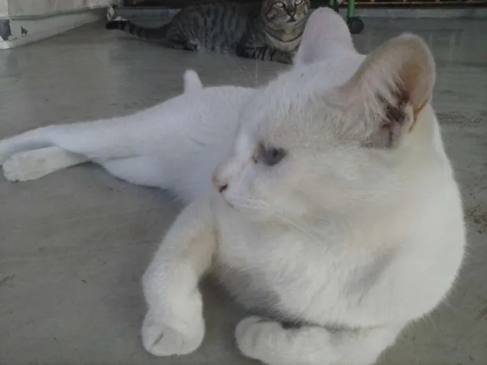 Gato raça  idade 3 anos nome NEGAO