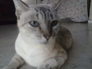 Gato raça  idade 3 anos nome NEGAO