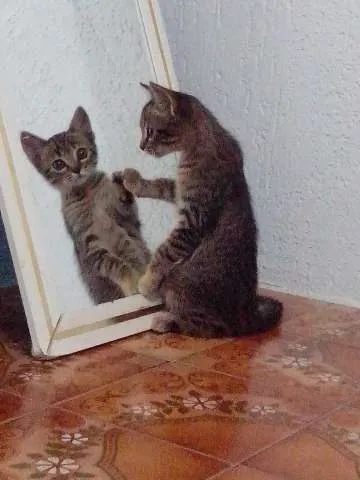 Gato ra a vira-lata idade 2 a 6 meses nome não escolhido