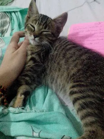 Gato ra a vira-lata idade 2 a 6 meses nome não escolhido