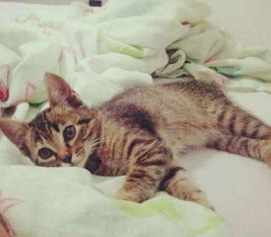 Gato ra a vira-lata idade 2 a 6 meses nome não escolhido