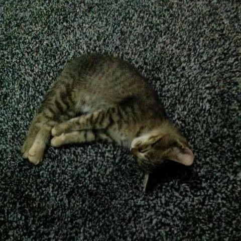 Gato ra a vira-lata idade 2 a 6 meses nome não escolhido