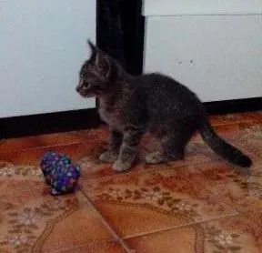Gato ra a vira-lata idade 2 a 6 meses nome não escolhido