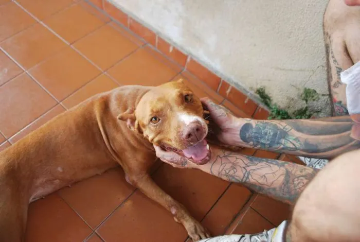 Cachorro ra a Pit-Bull idade 4 anos nome Menina