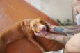 Menina