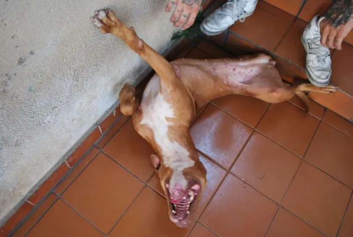 Cachorro ra a Pit-Bull idade 4 anos nome Menina