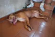 Menina