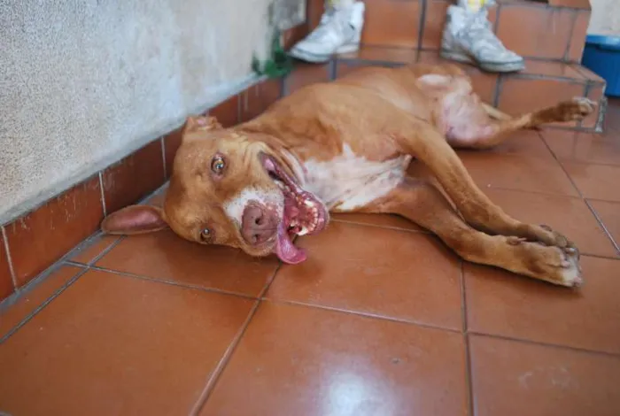 Cachorro ra a Pit-Bull idade 4 anos nome Menina