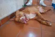 Menina