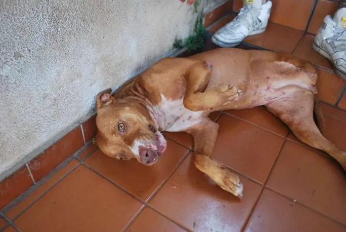 Cachorro ra a Pit-Bull idade 4 anos nome Menina