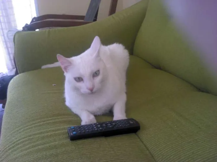 Gato ra a DESCONHECIDA idade 2 anos nome LOST GRATIFICA