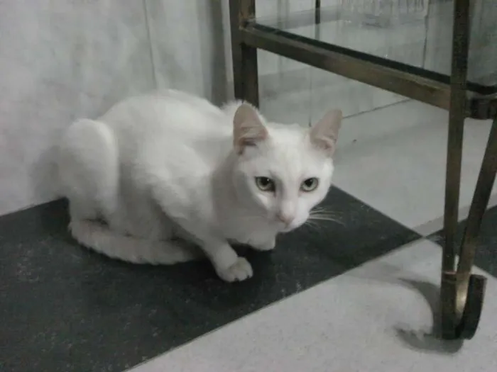 Gato ra a DESCONHECIDA idade 2 anos nome LOST GRATIFICA