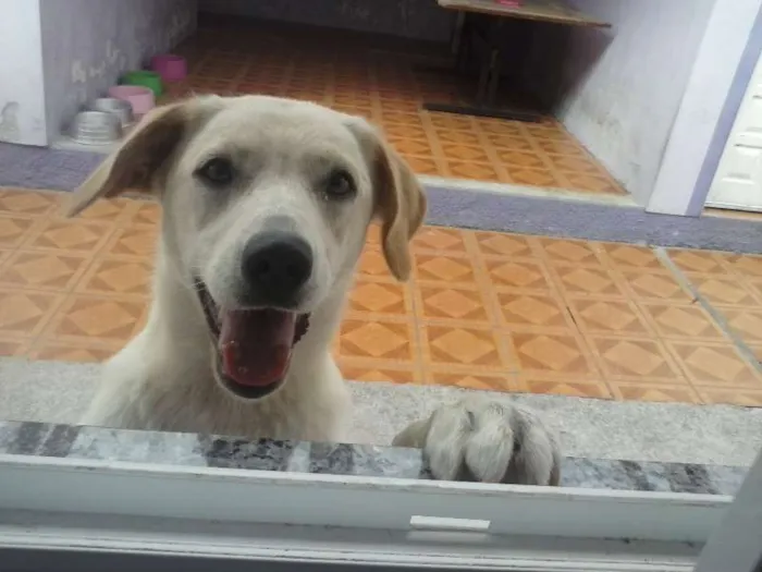 Cachorro ra a Mistura com labrador idade 7 a 11 meses nome Sasha