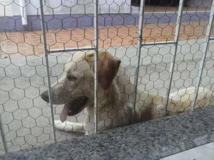 Cachorro ra a Mistura com labrador idade 7 a 11 meses nome Sasha