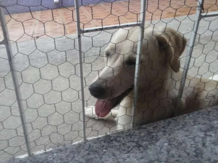 Cachorro ra a Mistura com labrador idade 7 a 11 meses nome Sasha