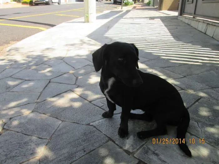 Cachorro ra a nao sei idade  nome nao sei