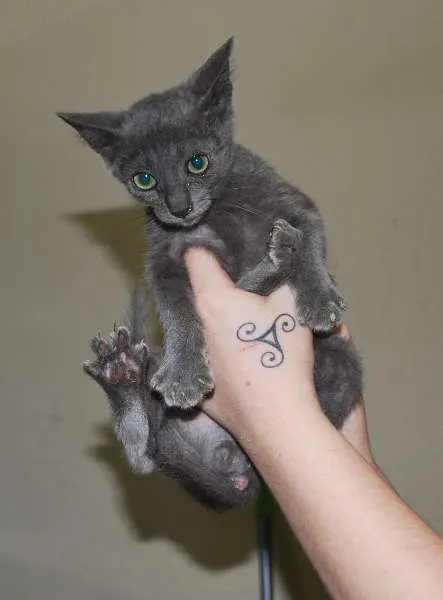 Gato ra a  idade 2 a 6 meses nome Filhote cinza blue