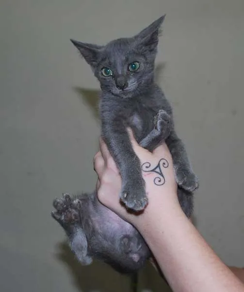 Gato ra a  idade 2 a 6 meses nome Filhote cinza blue