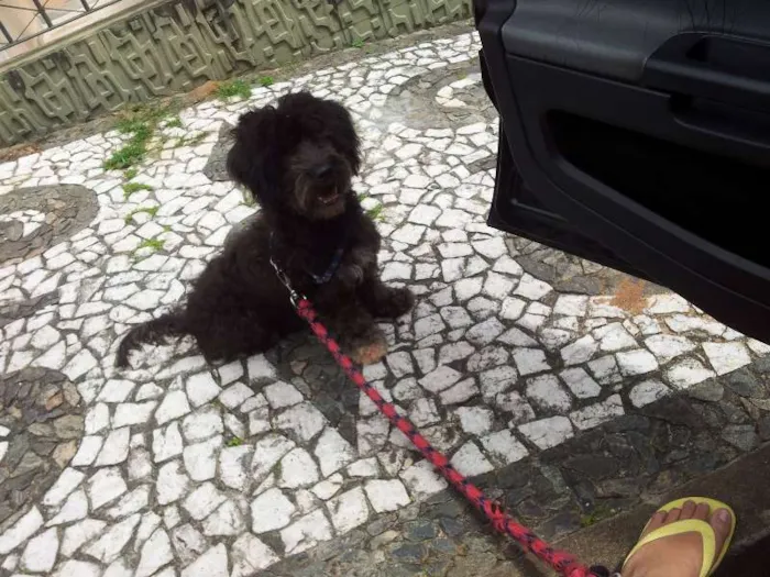 Cachorro raça Mestiça de Poodle idade 2 anos nome Belinha
