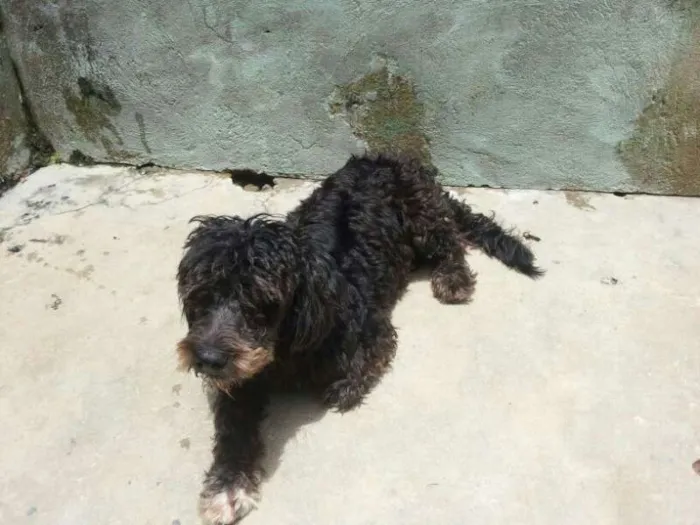 Cachorro raça Mestiça de Poodle idade 2 anos nome Belinha