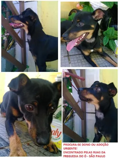 Cachorro ra a Pinscher idade 1 ano nome SN