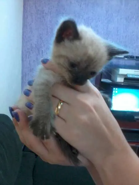 Gato ra a não identificada idade Abaixo de 2 meses nome Não tem