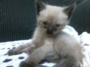 Gato raça não identificada idade Abaixo de 2 meses nome Não tem